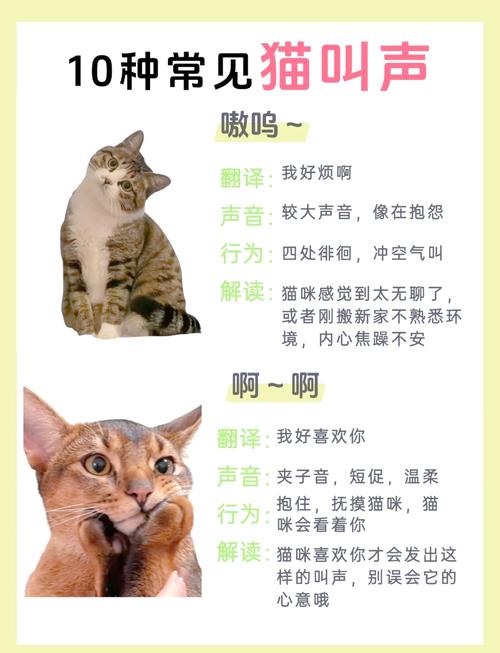 凌晨3一4点猫叫要警惕_猫夜叫怎么办?注意健康调整环境 凌晨3一4点猫叫要警惕_猫夜叫怎么办?注意健康调整环境