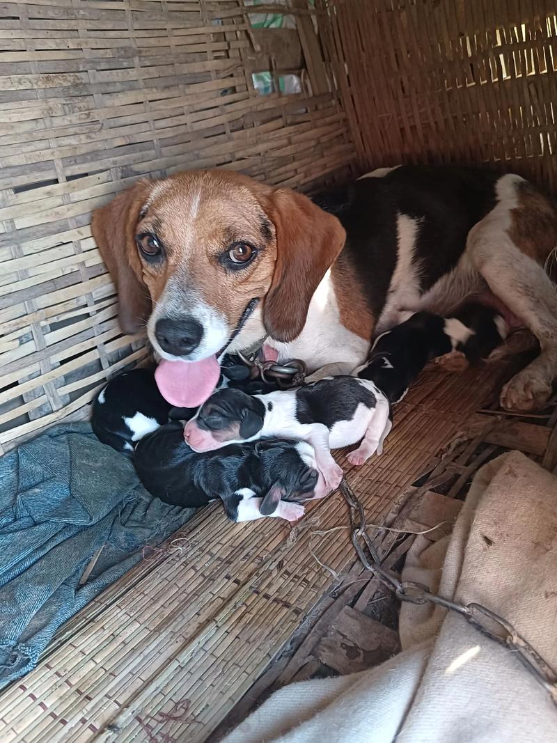 比格犬受害者什么梗_搞笑拆家 vs 实验动物 比格犬受害者什么梗_搞笑拆家 vs 实验动物