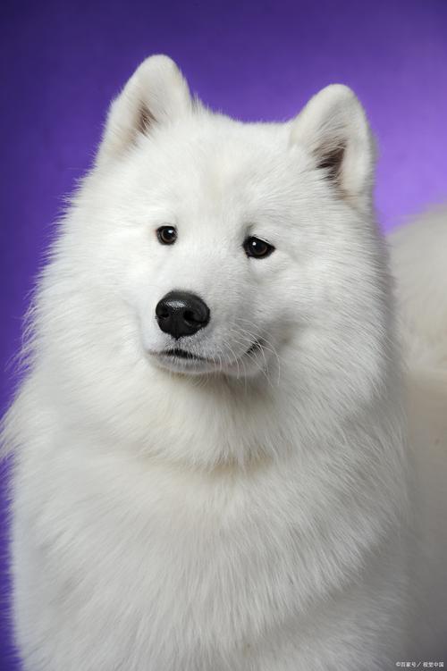 最温顺的狗第一名_选温顺狗狗养,家庭好伴侣! 最温顺的狗第一名_选温顺狗狗养,家庭好伴侣!