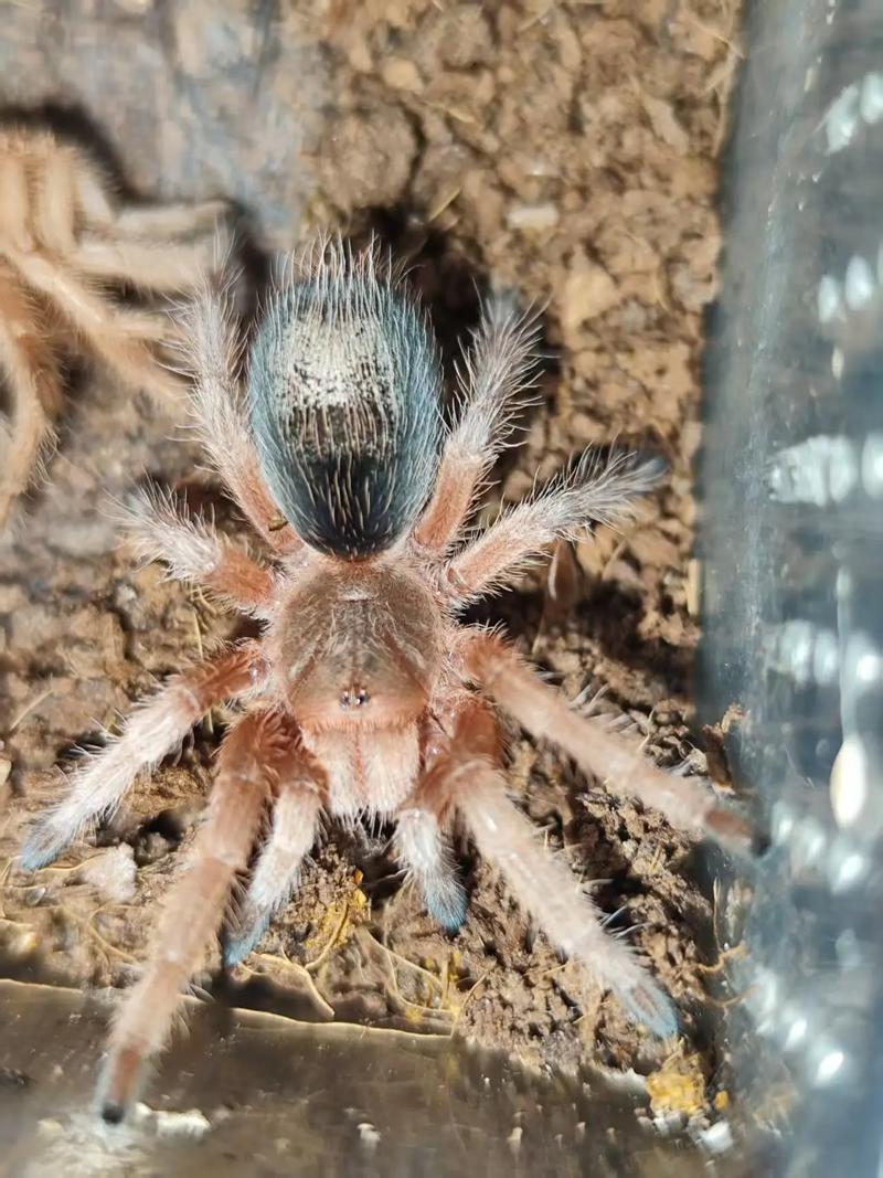 火玫瑰蜘蛛，有毒吗_智利火玫瑰蜘蛛咬人虽不致命，但需预防感染，保持家居清洁避免接触