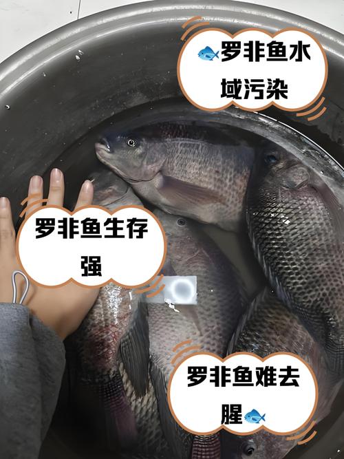 罗非鱼为什么叫垃圾鱼_生态与口味的两难选择