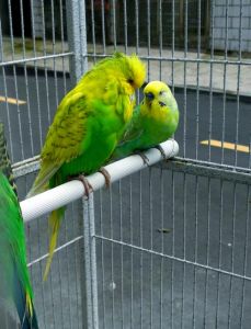 虎皮鹦鹉喜欢被人摸吗_爱互动的虎皮鹦鹉爱被摸