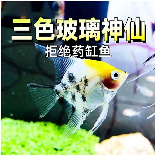 红魔鬼鱼可以和招财鱼混养吗_招财鱼和红魔鬼不能混养,易打架伤鱼 红魔鬼鱼可以和招财鱼混养吗_招财鱼和红魔鬼不能混养,易打架伤鱼