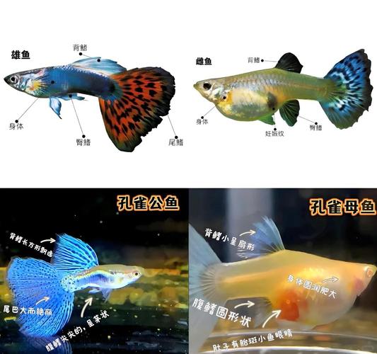 孔雀鱼公母对照图解_孔雀鱼公母怎么分?看体型背鳍尾鳍和胎斑 孔雀鱼公母对照图解_孔雀鱼公母怎么分?看体型背鳍尾鳍和胎斑