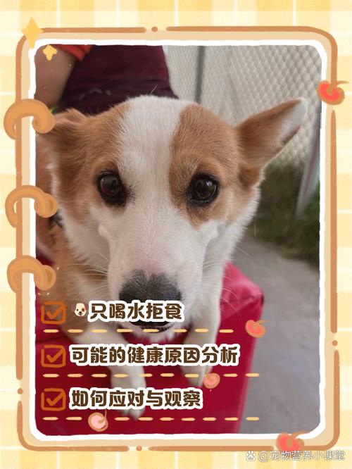 狗只喝水能活多久_狗狗断食超8小时伤身,别用绝食惩罚它! 狗只喝水能活多久_狗狗断食超8小时伤身,别用绝食惩罚它!