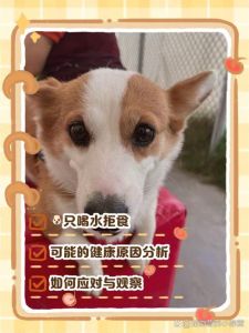 狗只喝水能活多久_狗狗断食超8小时伤身，别用绝食惩罚它！