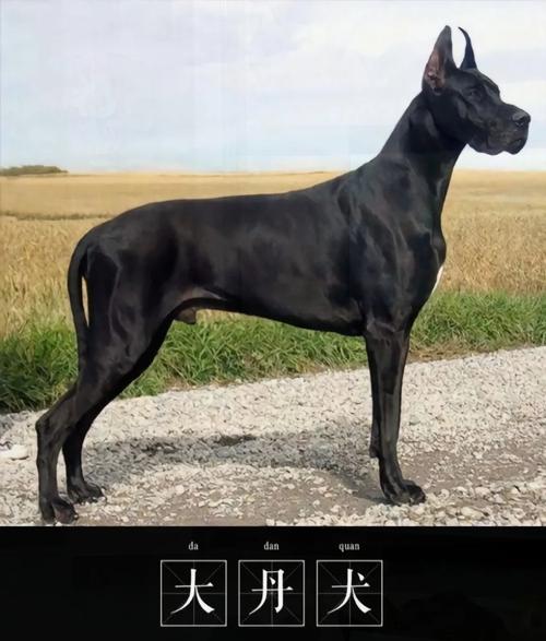 世界最大的狗十大排名_各具特色，饲养需谨慎