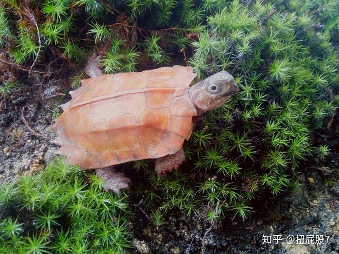 枫叶龟吃面包虫吗_枫叶龟吃什么？高蛋白低脂饮食指南