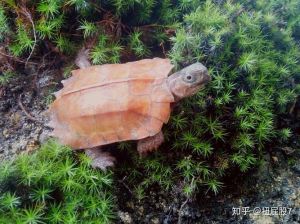 枫叶龟吃面包虫吗_枫叶龟吃什么？高蛋白低脂饮食指南