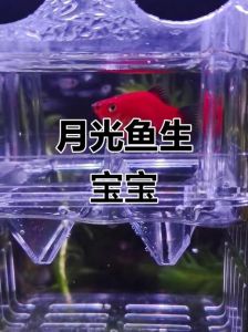 黑尾红月光生小鱼征兆_红月光鱼临产特征及繁殖注意事项