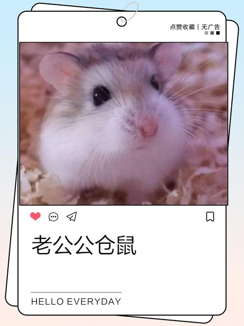 老公公仓鼠公母对照图_香腺臀部乳头看性别 老公公仓鼠公母对照图_香腺臀部乳头看性别