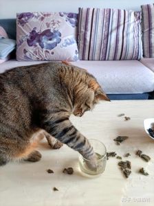 猫咪一直刨猫砂是为什么_猫咪刨砂盆原因及解决方法