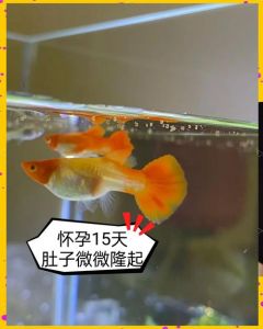 孔雀鱼怎么判断怀孕_孔雀鱼怀胎信号，看懂生宝宝