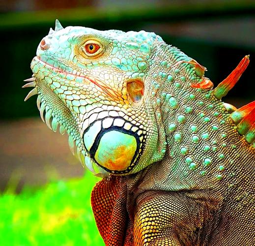 绿鬣蜥会吃发财树吗_色彩鲜艳,需高笼子,合法饲养 绿鬣蜥会吃发财树吗_色彩鲜艳,需高笼子,合法饲养