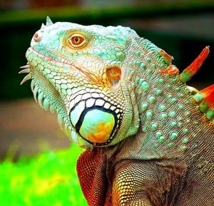 绿鬣蜥会吃发财树吗_色彩鲜艳，需高笼子，合法饲养