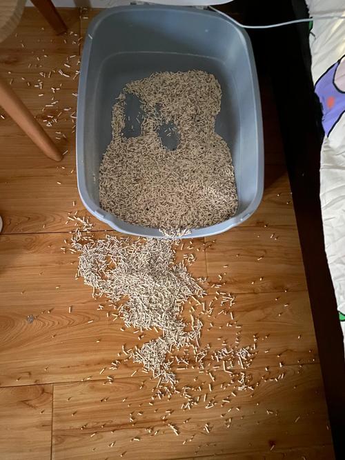 为什么小猫一直刨猫砂_猫咪刨砂正常,异常需关注健康与生活 为什么小猫一直刨猫砂_猫咪刨砂正常,异常需关注健康与生活