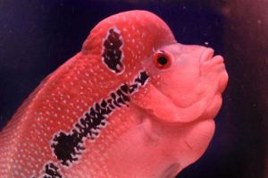 罗汉鱼能吃面包虫吗_营养好，别过量！