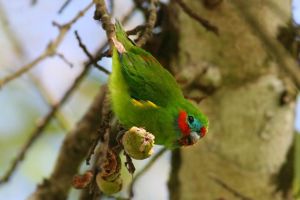 金刚鹦鹉能吃无花果吗？安全又美味！
