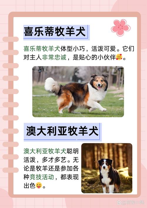 十大牧羊犬排行榜图片_帅气忠诚牧羊犬,给你欢乐陪伴! 十大牧羊犬排行榜图片_帅气忠诚牧羊犬,给你欢乐陪伴!