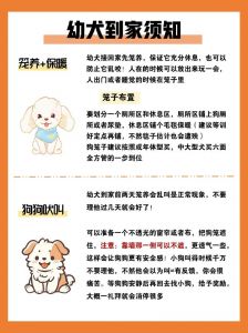 狗狗到新家注意事项_耐心陪伴，健康呵护