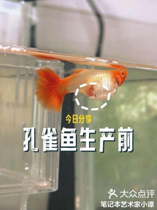 孔雀鱼繁殖的前兆图_孔雀鱼临产信号与护理 孔雀鱼繁殖的前兆图_孔雀鱼临产信号与护理