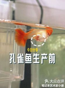 孔雀鱼繁殖的前兆图_孔雀鱼临产信号与护理