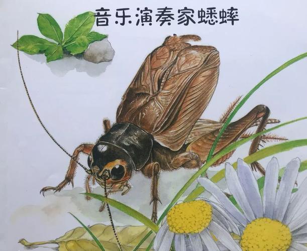 蟋蟀通过什么发声_蟋蟀靠摩擦前翅发声,雄性鸣叫吸引雌性 蟋蟀通过什么发声_蟋蟀靠摩擦前翅发声,雄性鸣叫吸引雌性