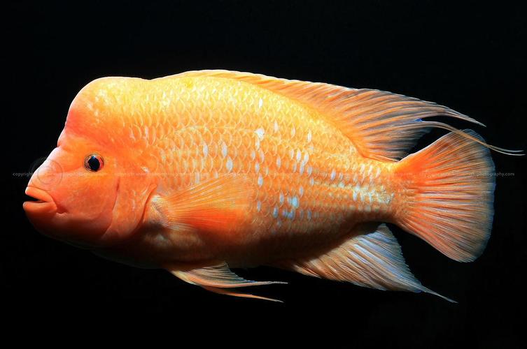 火鹤鱼和红魔鬼鱼区别_外形相似性格不同,养护要点看这里 火鹤鱼和红魔鬼鱼区别_外形相似性格不同,养护要点看这里