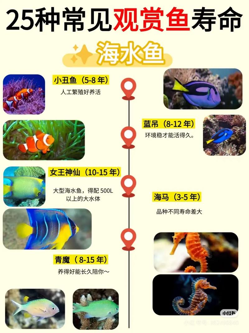 观赏鱼寿命一览表_养鱼寿命长不同,从几周到几十年,呵护生命乐趣多 观赏鱼寿命一览表_养鱼寿命长不同,从几周到几十年,呵护生命乐趣多