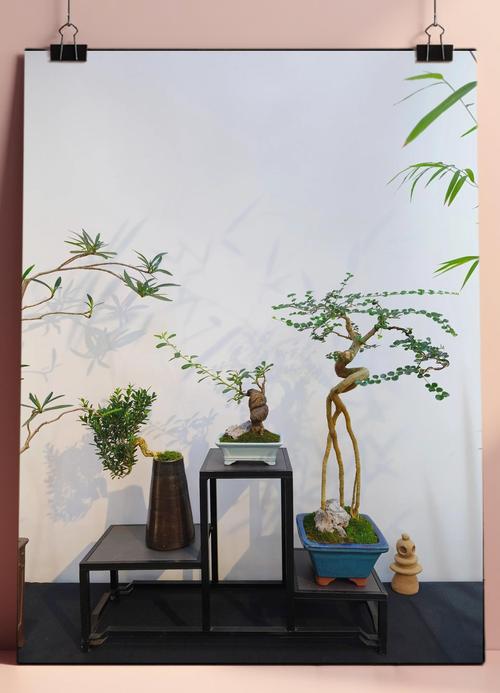 十八种最适宜室内盆景_选对植物好养活,光照温度湿度看仔细! 十八种最适宜室内盆景_选对植物好养活,光照温度湿度看仔细!