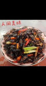 蟋蟀吃什么才能养活_蟋蟀吃什么？食物种类与喂养指南