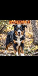 澳洲牧羊犬为什么没有尾巴_天生或人为？健康与偏见并存