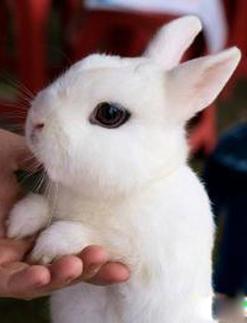 侏儒海棠兔的兔耳朵可以摸吗_海棠兔需温柔抱，耳朵易伤莫乱碰