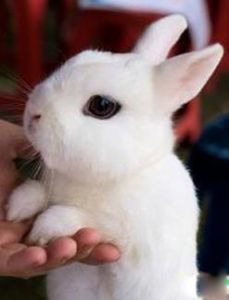 侏儒海棠兔的兔耳朵可以摸吗_海棠兔需温柔抱，耳朵易伤莫乱碰