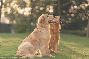 金毛犬给可配2个狗种_年龄时机与注意事项