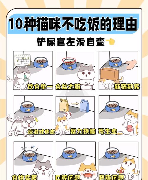 猫咪不吃不喝能活几天_猫咪拒食断水很危险,速就医保健康! 猫咪不吃不喝能活几天_猫咪拒食断水很危险,速就医保健康!