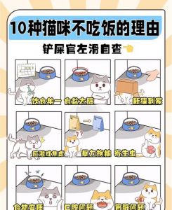 猫咪不吃不喝能活几天_猫咪拒食断水很危险，速就医保健康！