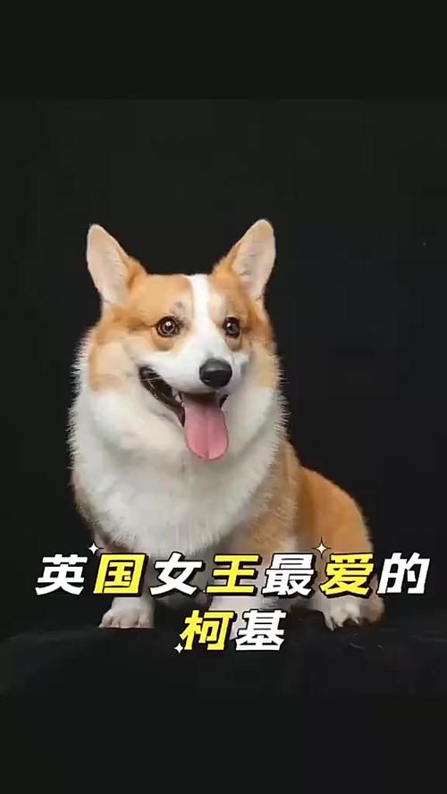 英国女王养的狗是什么品种_女王与柯基犬的深厚情缘
