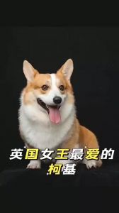 英国女王养的狗是什么品种_女王与柯基犬的深厚情缘