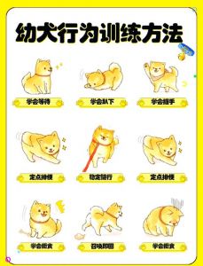 训狗第一步要做什么_科学训狗，耐心引导，狗狗更乖