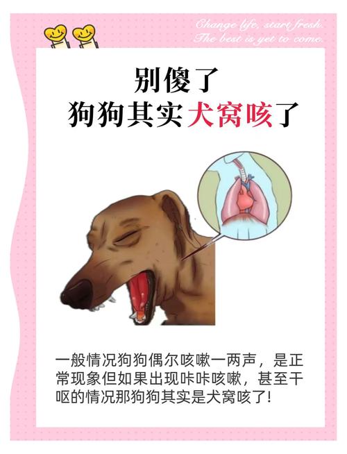 八个月泰迪狗窝咳_泰迪咳嗽像鹅叫?小心犬窝咳! 八个月泰迪狗窝咳_泰迪咳嗽像鹅叫?小心犬窝咳!