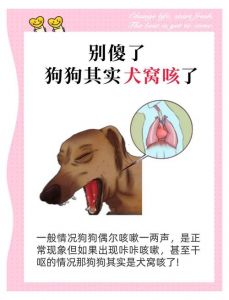 八个月泰迪狗窝咳_泰迪咳嗽像鹅叫？小心犬窝咳！