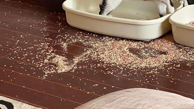 猫乱刨猫砂屡教不改_猫咪刨砂盆怎么办? 猫乱刨猫砂屡教不改_猫咪刨砂盆怎么办?