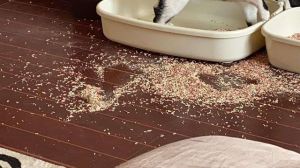 猫乱刨猫砂屡教不改_猫咪刨砂盆怎么办？