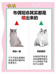 布偶猫可以吃猪肉脯吗_布偶猫别喂猪肉脯，易伤肾还挑食！