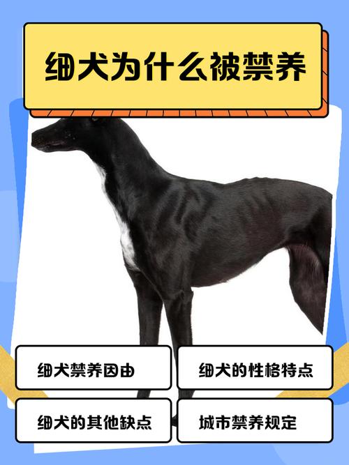 中国细犬为什么是禁犬_颜值被低估,多方面受限 中国细犬为什么是禁犬_颜值被低估,多方面受限