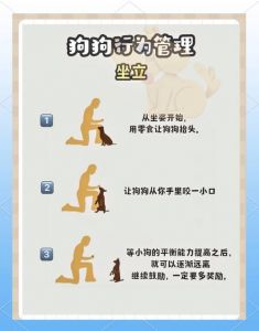 防止狗乱尿的好方法_狗狗定点排便训练小妙招