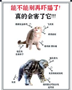 猫奴的十大表现_与猫咪有效互动的秘诀