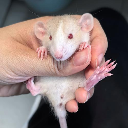 鼠类智商花枝鼠排名_3岁孩童级宠物鼠,互动训练乐趣多 鼠类智商花枝鼠排名_3岁孩童级宠物鼠,互动训练乐趣多