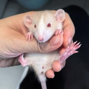 鼠类智商花枝鼠排名_3岁孩童级宠物鼠，互动训练乐趣多